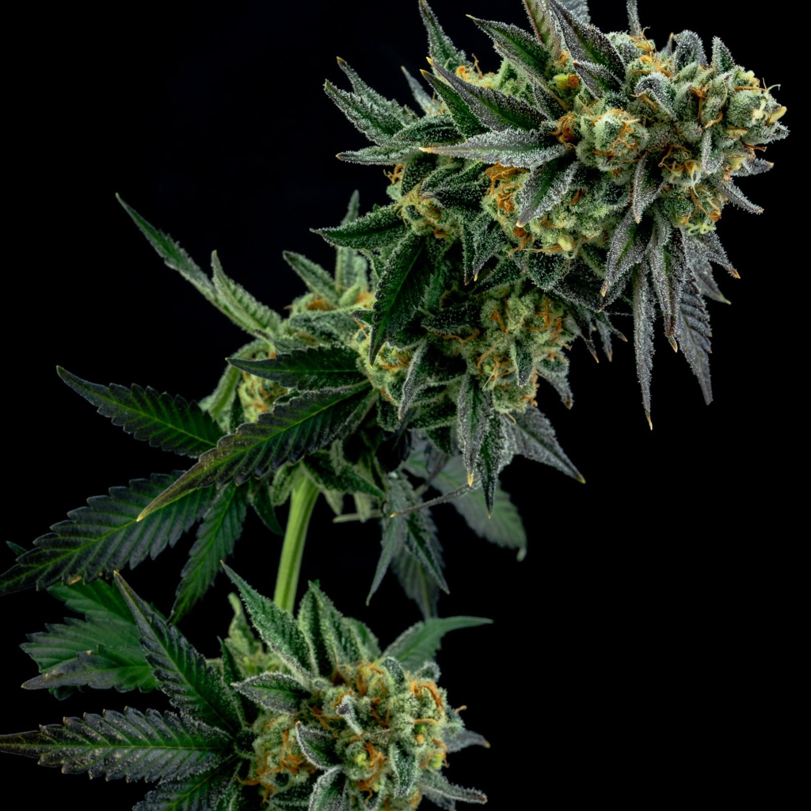 Tangerine cookies strain iqust